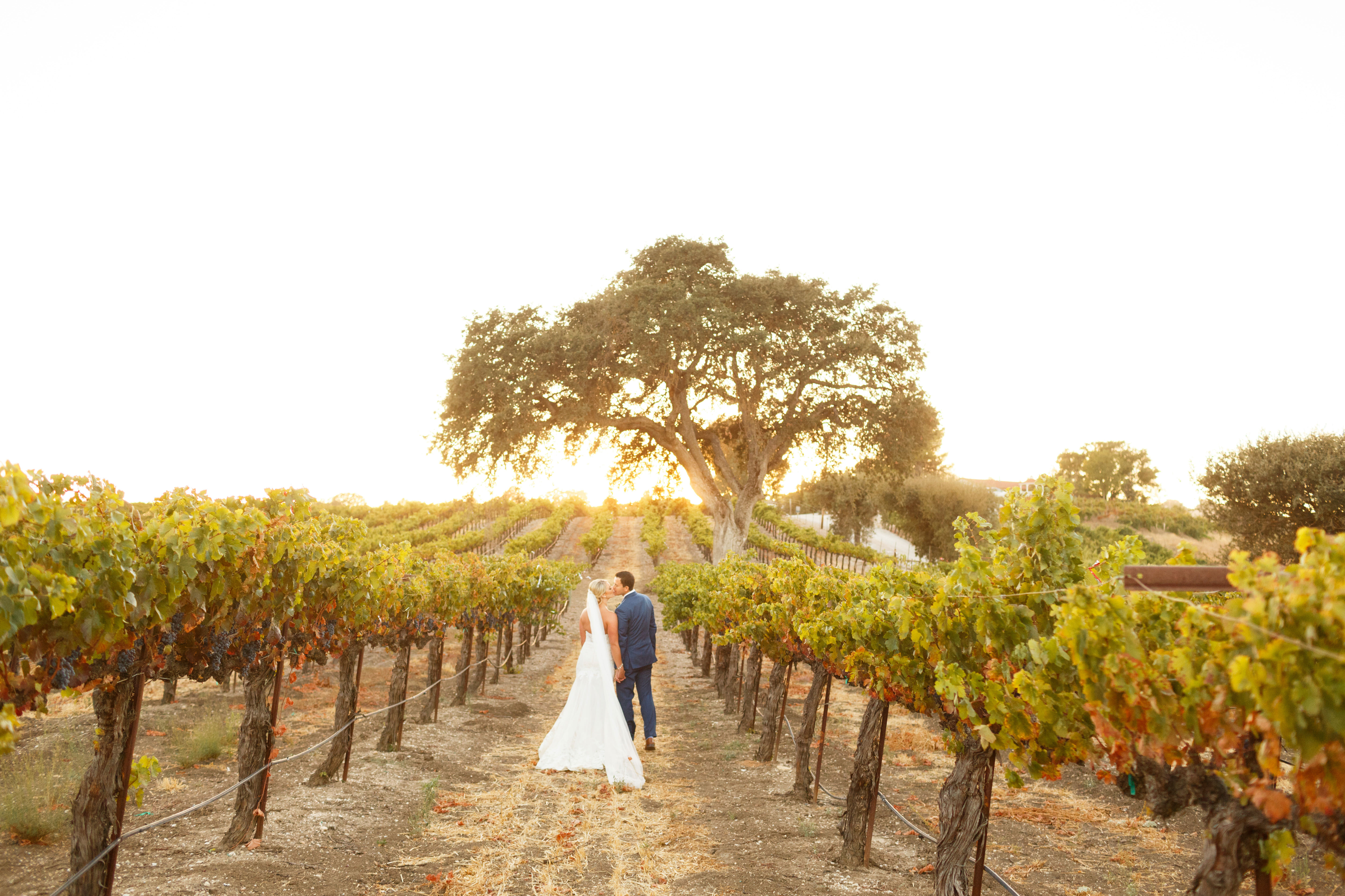 Central Coast Vineyard Wedding Venues - Terra Mia Vineyard